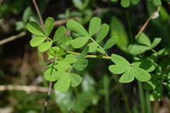 Hippocrepis emerus emerus