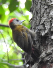 Chloropicus griseocephalus