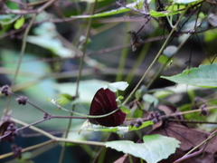 Abisara echerius