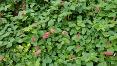 Acalypha herzogiana