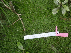 Isolepis reticularis