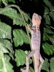 Calotes emma