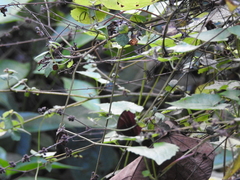 Abisara echerius