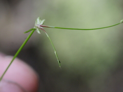Isolepis reticularis