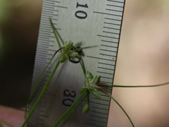 Isolepis reticularis