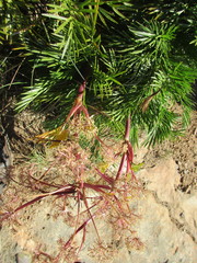 Aciphylla glacialis