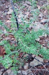 Asparagus burchellii