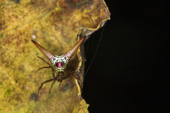 Micrathena militaris