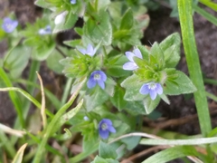 Veronica arvensis