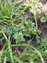 Veronica arvensis