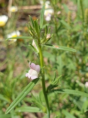 Misopates