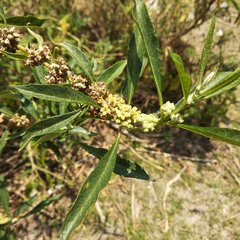 Buddleja sessiliflora