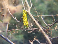 Echinopterys eglandulosa