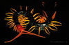 Tropical Centipedes - Photo (c) Mike Keeling, some rights reserved (CC BY-ND)