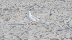 Chroicocephalus ridibundus