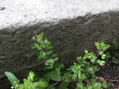 Veronica cardiocarpa