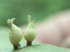 Phylloxera caryaegummosa