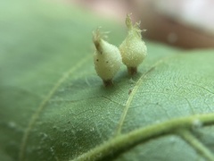 Phylloxera caryaegummosa