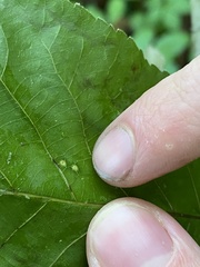 Phylloxera caryaegummosa