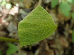 Uromyces caladii