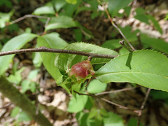 Contarinia cerasiserotinae