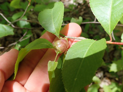 Contarinia cerasiserotinae