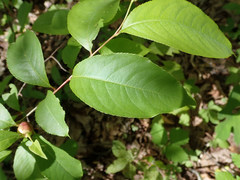 Contarinia cerasiserotinae