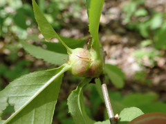 Contarinia cerasiserotinae