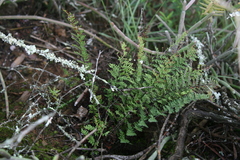 Cheilanthes contracta