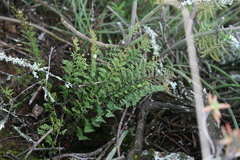 Cheilanthes contracta