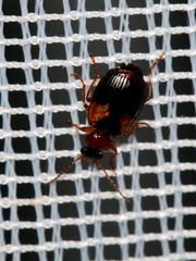 Lebia scapularis