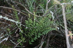 Cheilanthes contracta