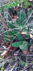 Gasteria disticha disticha