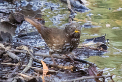 Passerella iliaca annectens