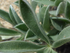Lupinus tidestromii