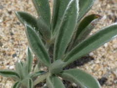 Lupinus tidestromii