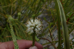 Stilbe ericoides