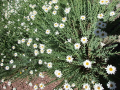 Rhodanthe anthemoides