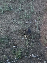Sylvilagus idahoensis