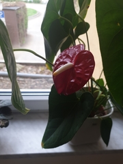Anthurium andraeanum