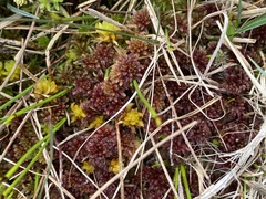 Sphagnum inundatum