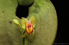Lepanthes deformis