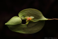 Lepanthes deformis