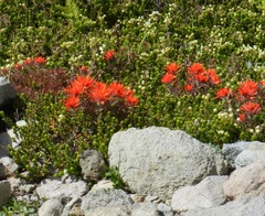Castilleja rupicola