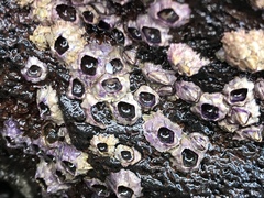 Nesochthamalus intertextus