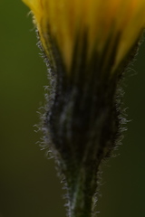 Hieracium bifidum