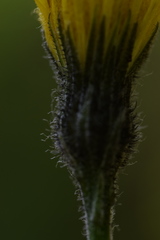 Hieracium bifidum