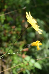 Hieracium bifidum
