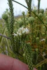 Stilbe ericoides