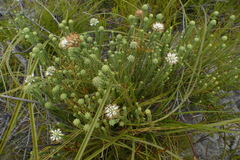 Stilbe ericoides